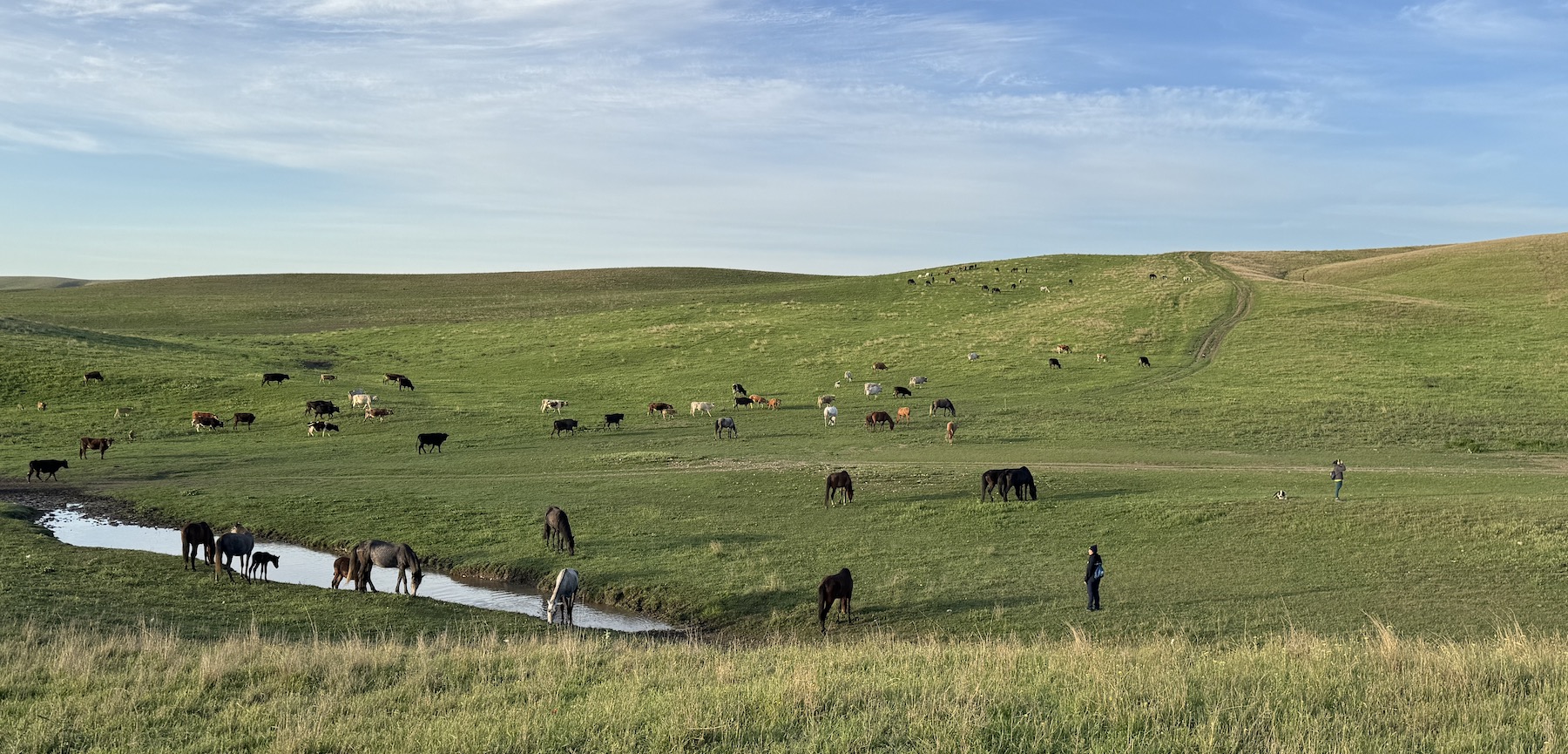 free horses georgia retreat free horses georgia retreat