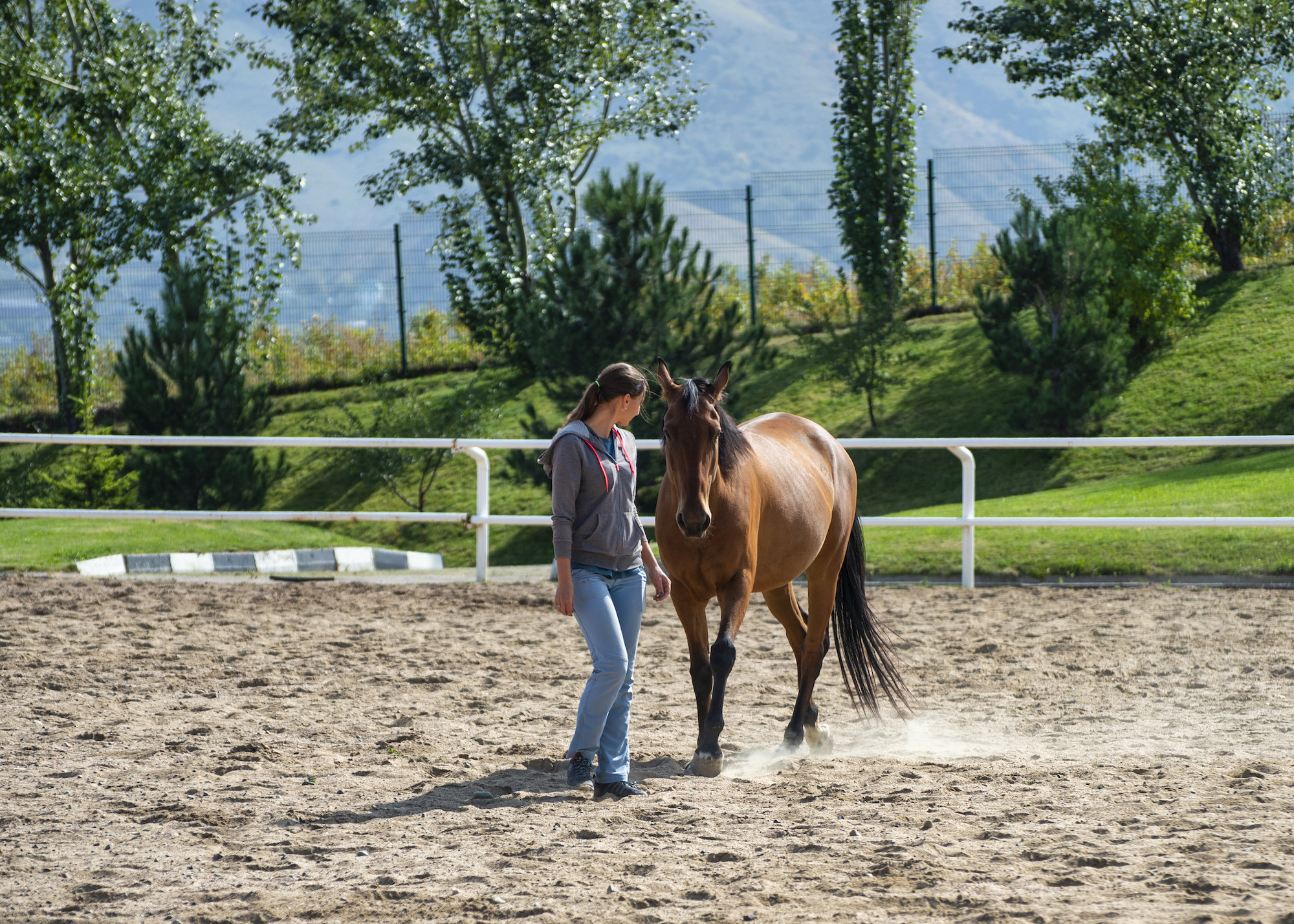 Horse following at liberty Chamberlain Kazakhstan Horse following at liberty Chamberlain Kazakhstan