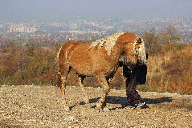 Piaffe Almaty Haflinger Piaffe Almaty Haflinger