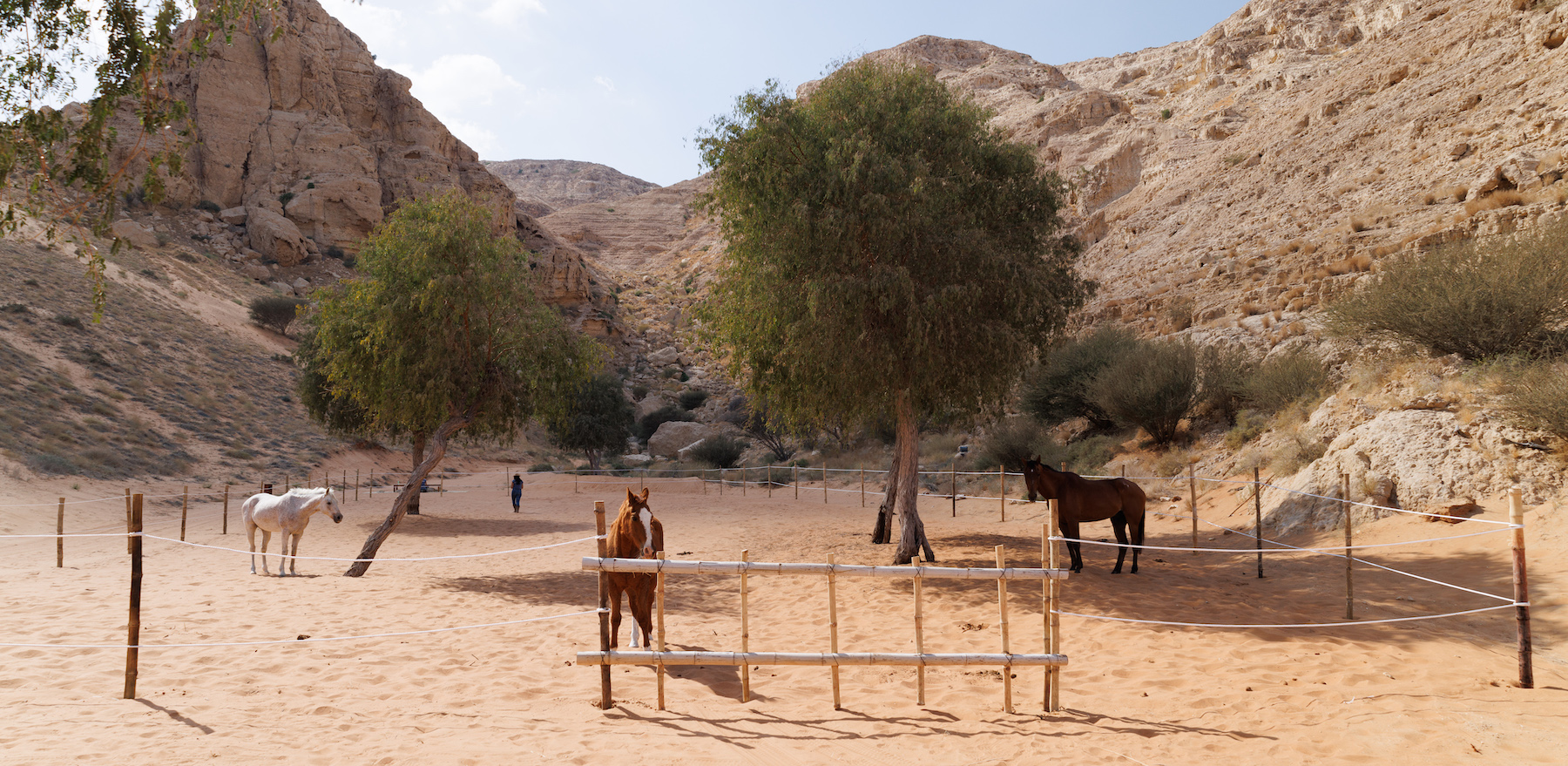 Desert horses free retreat healing coaching wellness Desert horses free retreat healing coaching wellness