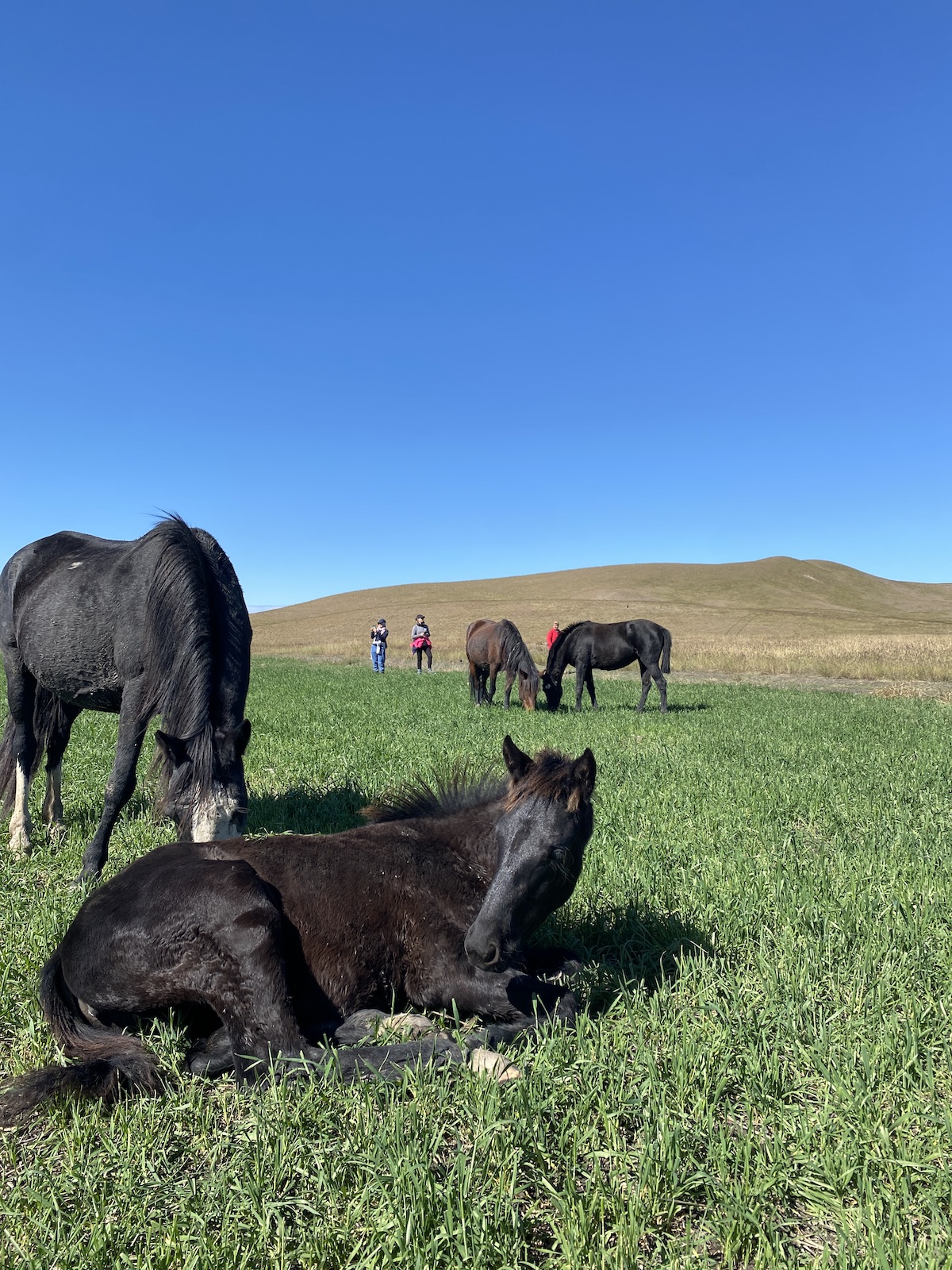 Foal retreat herd horses dubai georgia