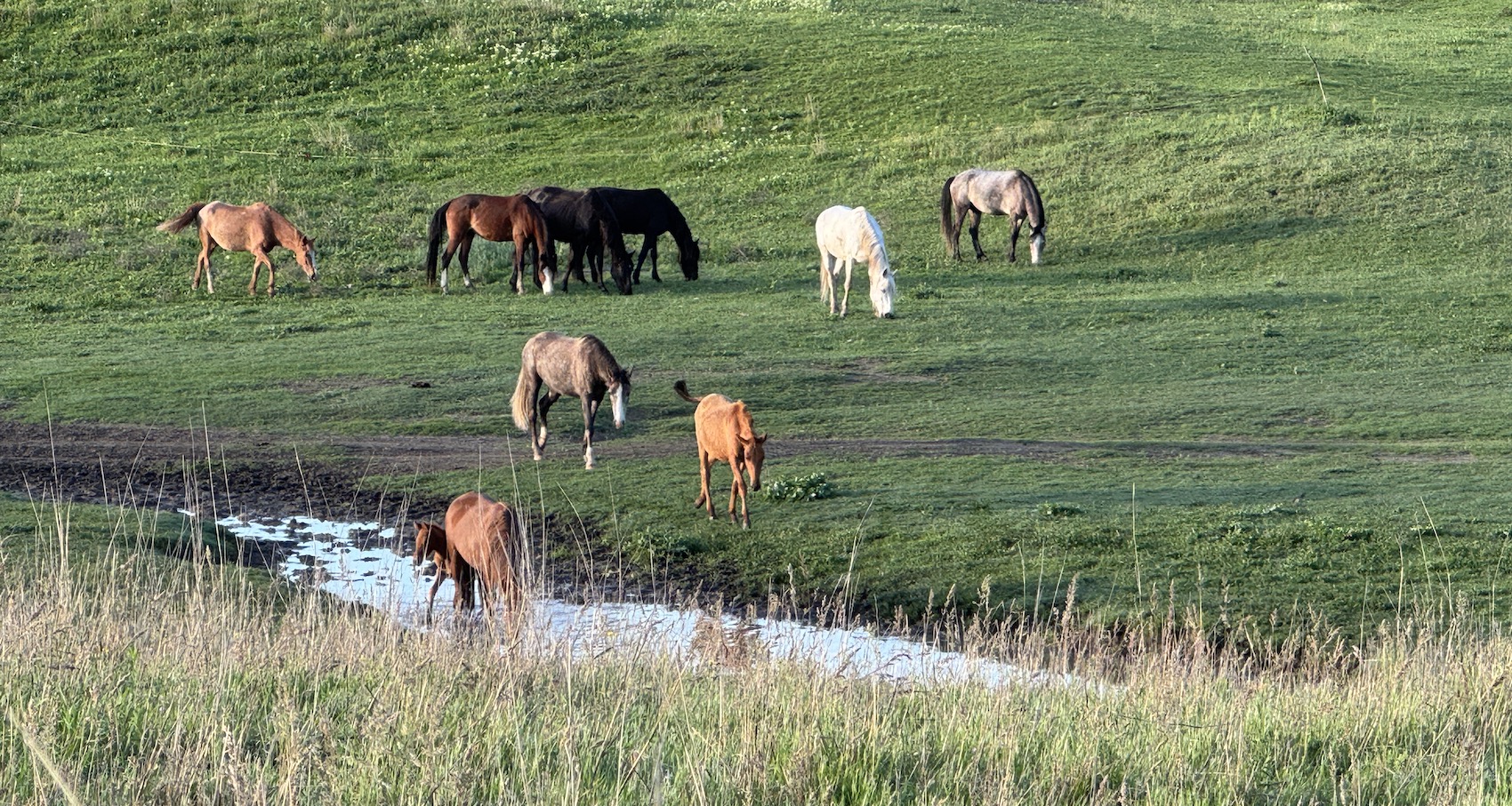 Free horse herd grazing georgia nature retreat Free horse herd grazing georgia nature retreat