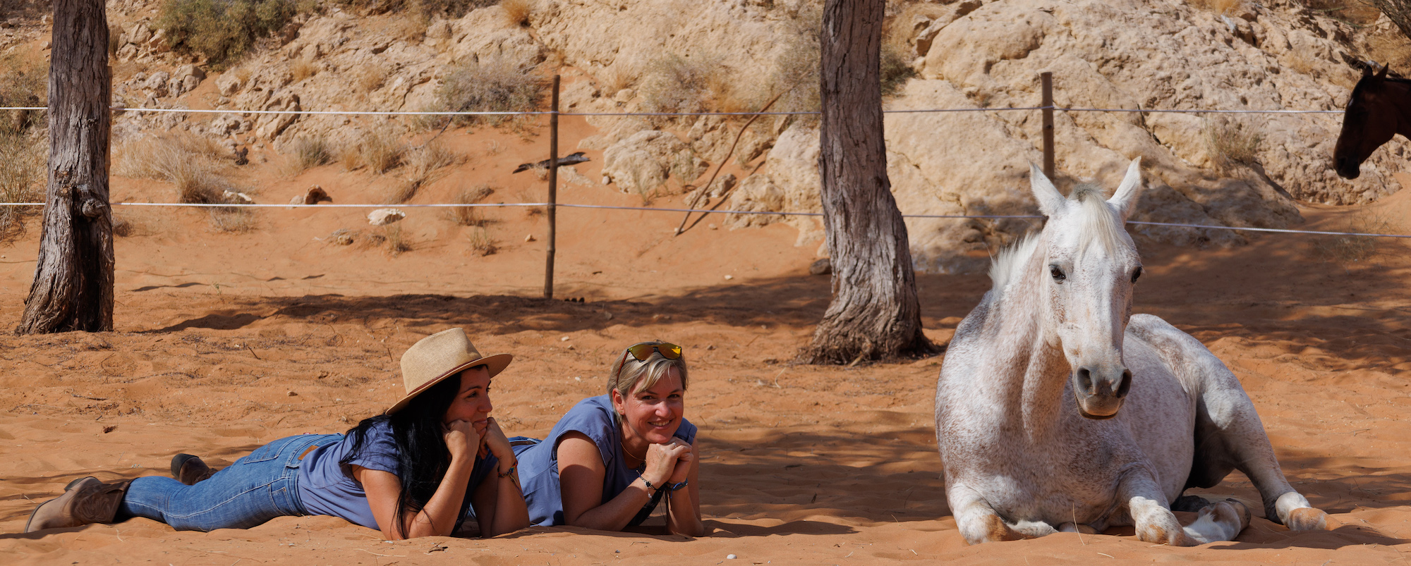 Header Mleiha website lying horses desert sand retreat heal with horses