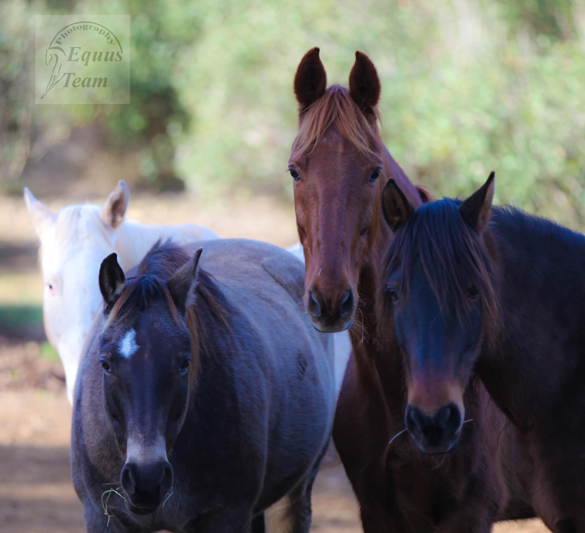horses at feelquest spain